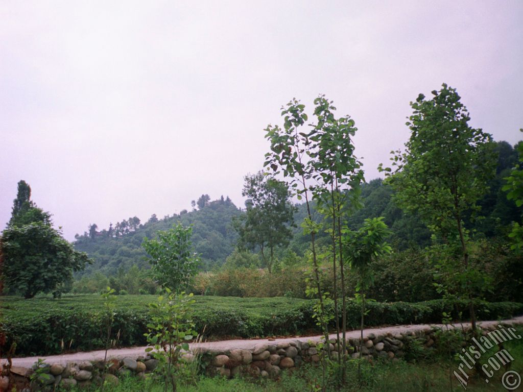View of village from `OF district` in Trabzon city of Turkey.
