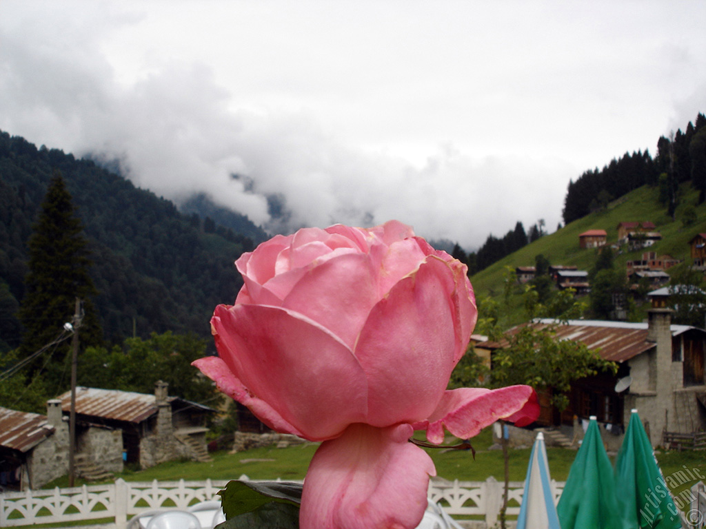 Pink rose photo.
