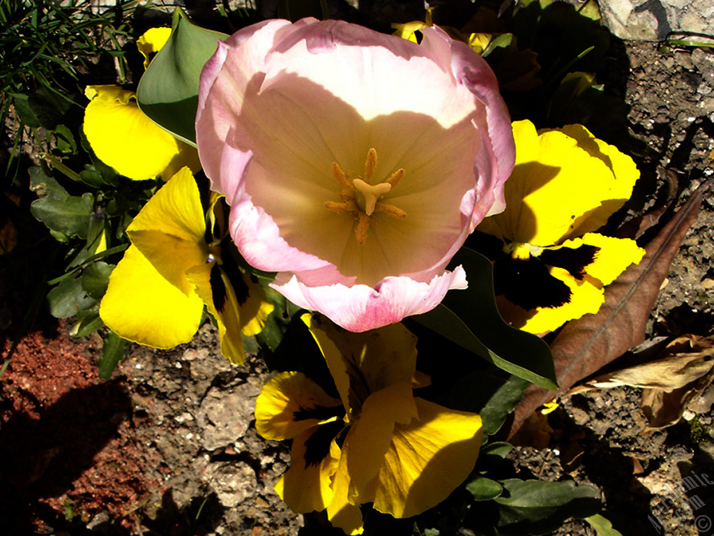 Pink color Turkish-Ottoman Tulip photo.
