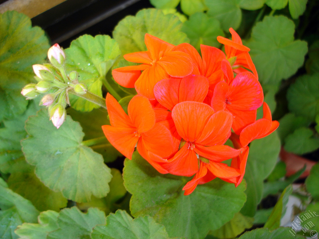 Red Colored Pelargonia -Geranium- flower.
