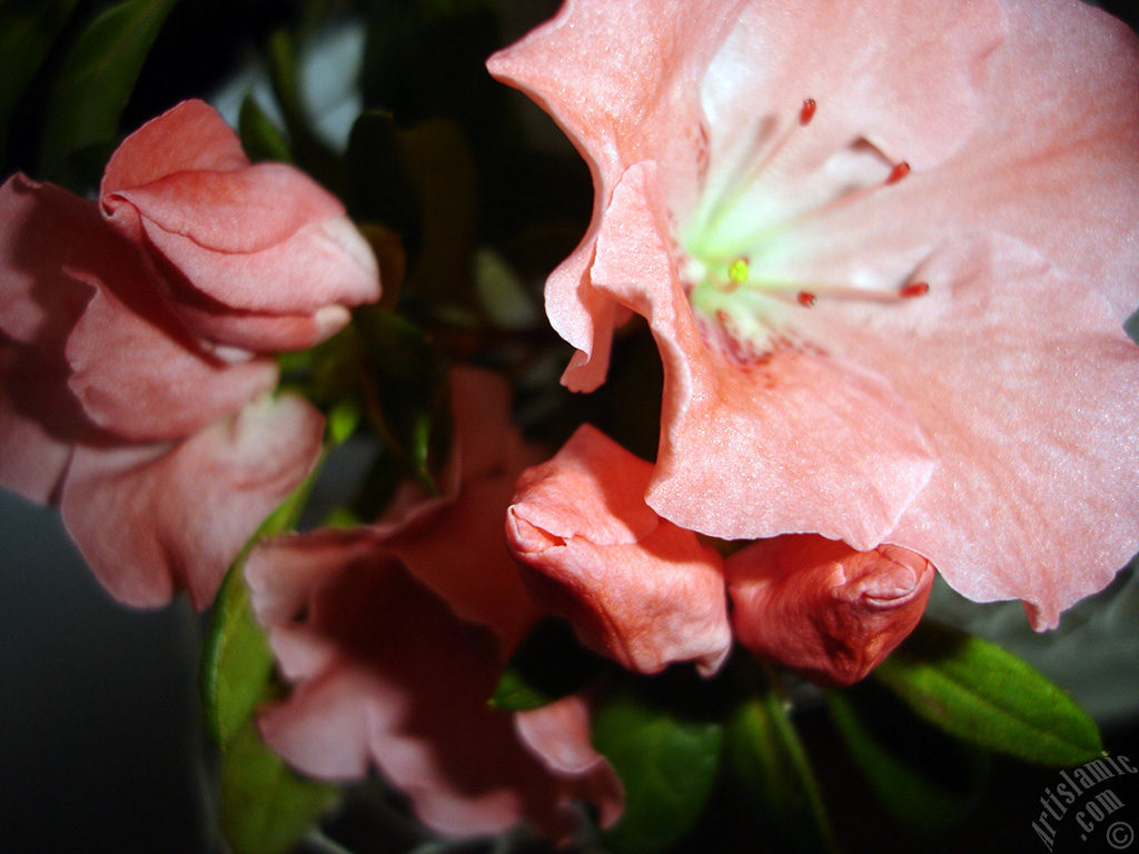 Pink color Azalea -Rhododendron- flower.
