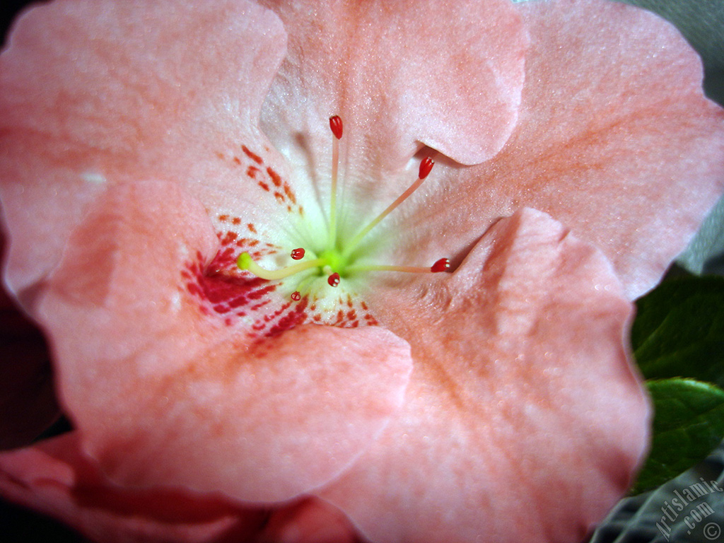 Pink color Azalea -Rhododendron- flower.
