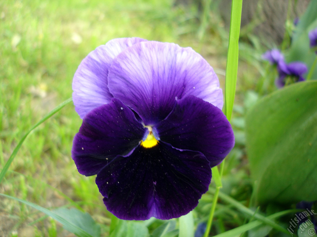 Purple color Viola Tricolor -Heartsease, Pansy, Multicoloured Violet, Johnny Jump Up- flower.
