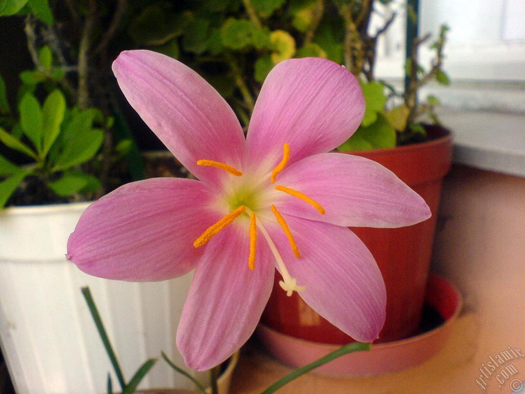 Pink color flower similar to lily.
