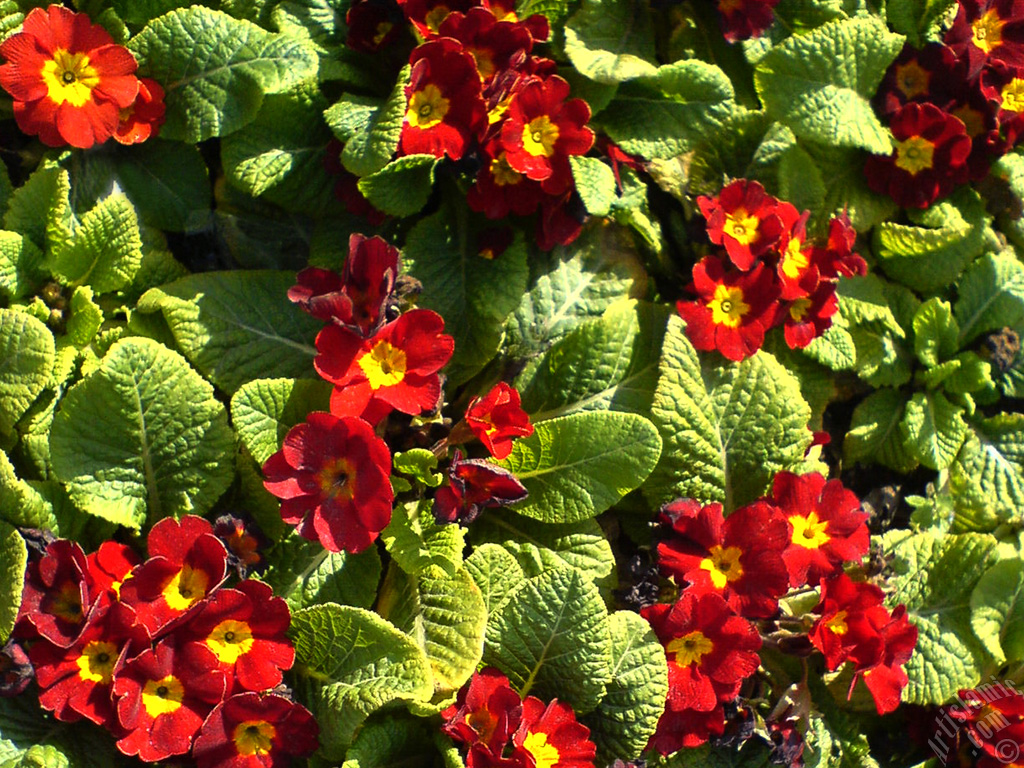 A primrose flower photo.
