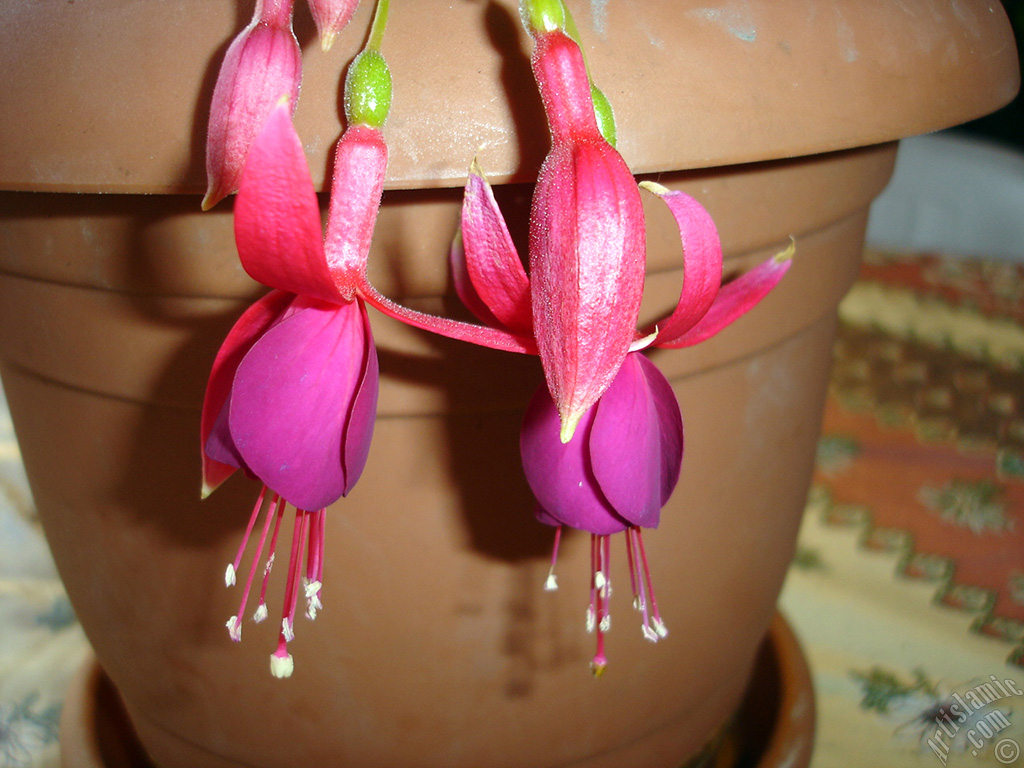 Red and purple color Fuchsia Hybrid flower.
