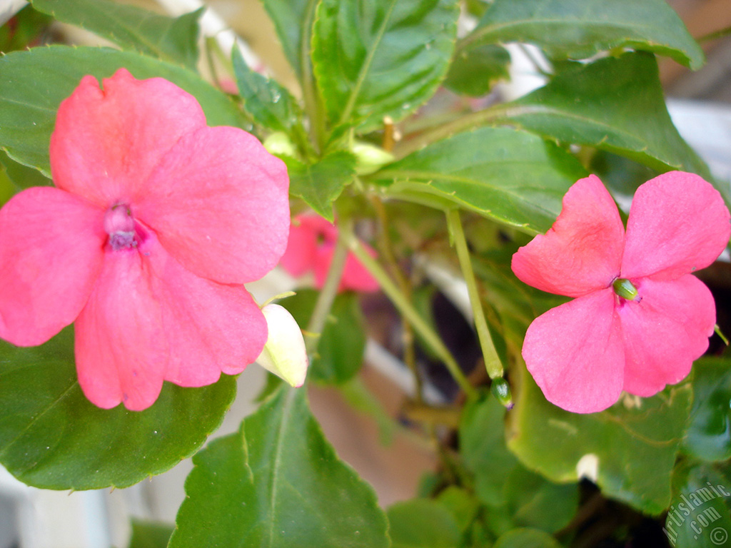 Garden Balsam, -Touch-me-not, Jewel Weed- flower.

