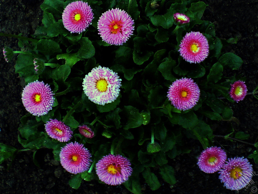 Some pink wildflowers.
