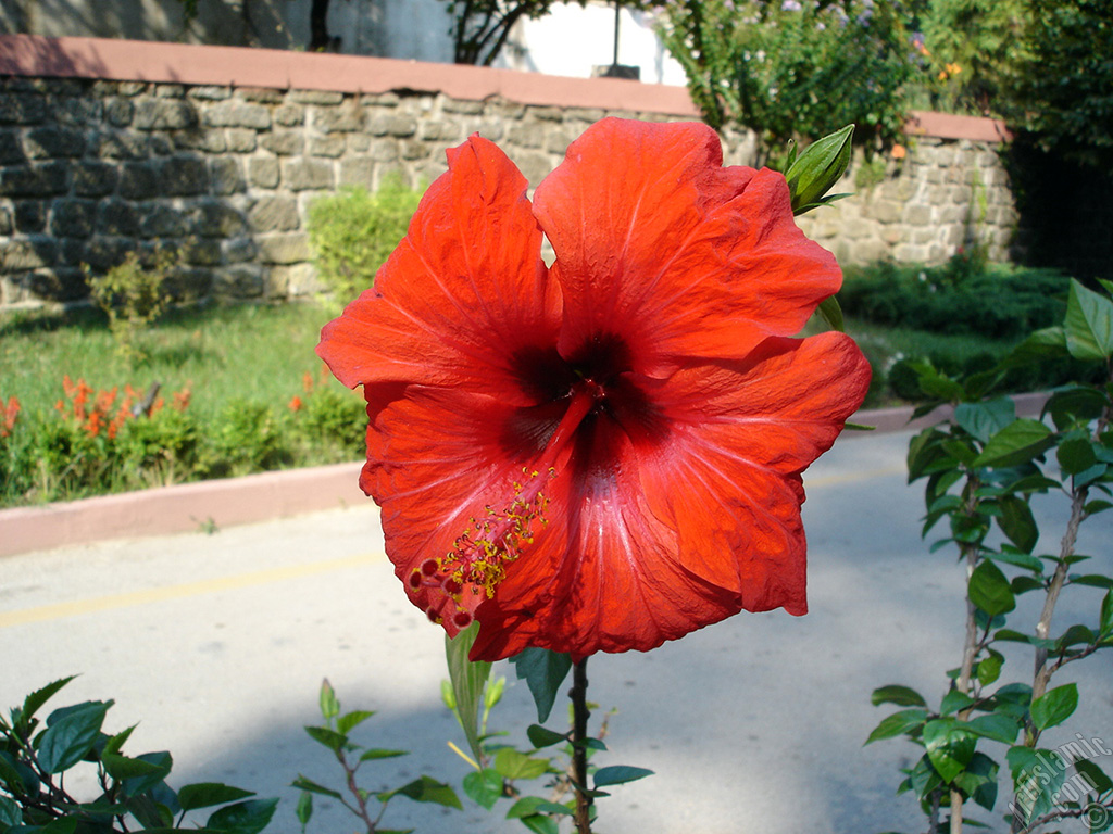 A red color Japanese Rose, -Chinese Rose, Tropical Hibiscus, Shoe Flower-.
