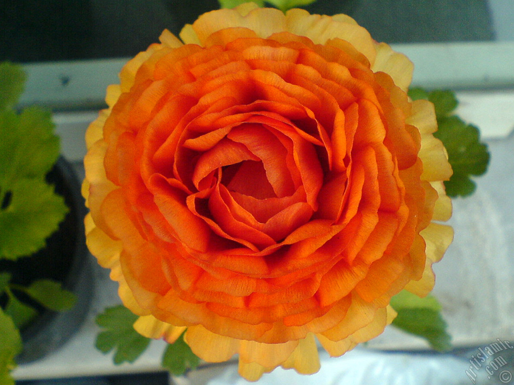 A yellow flower in the pot.

