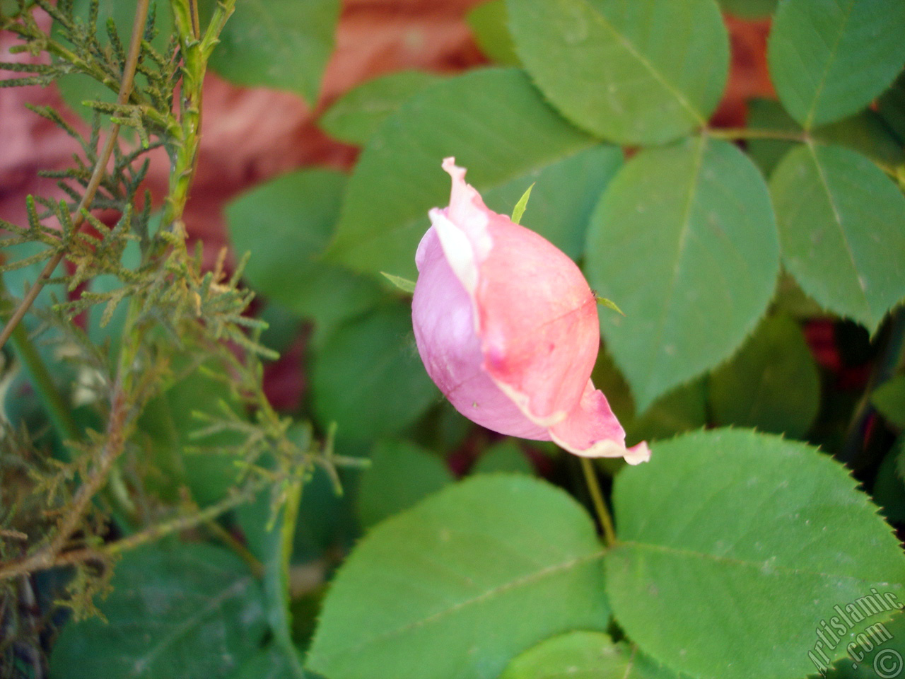 Pink rose photo.
