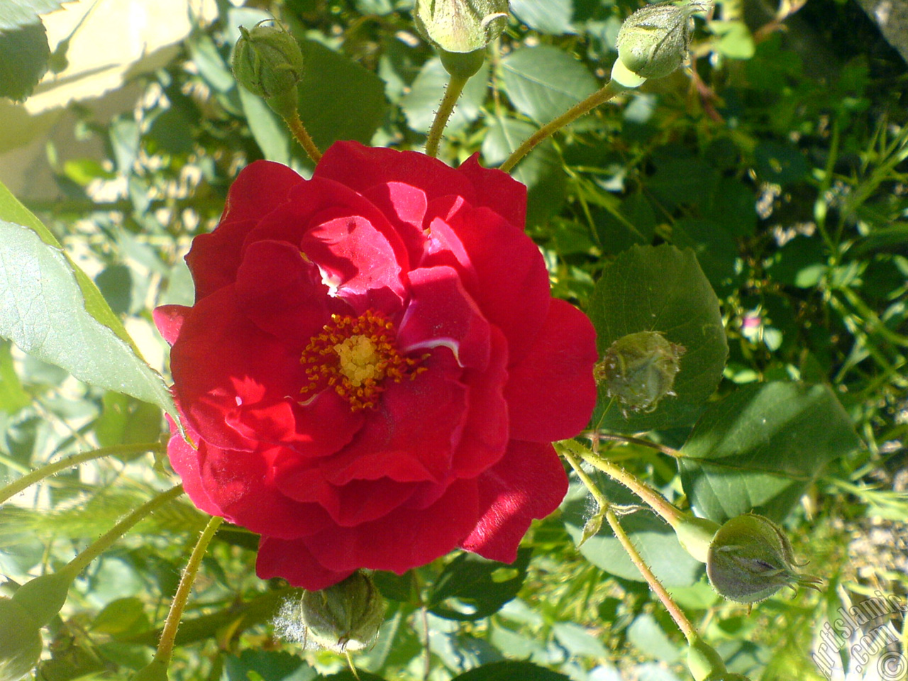 Red rose photo.

