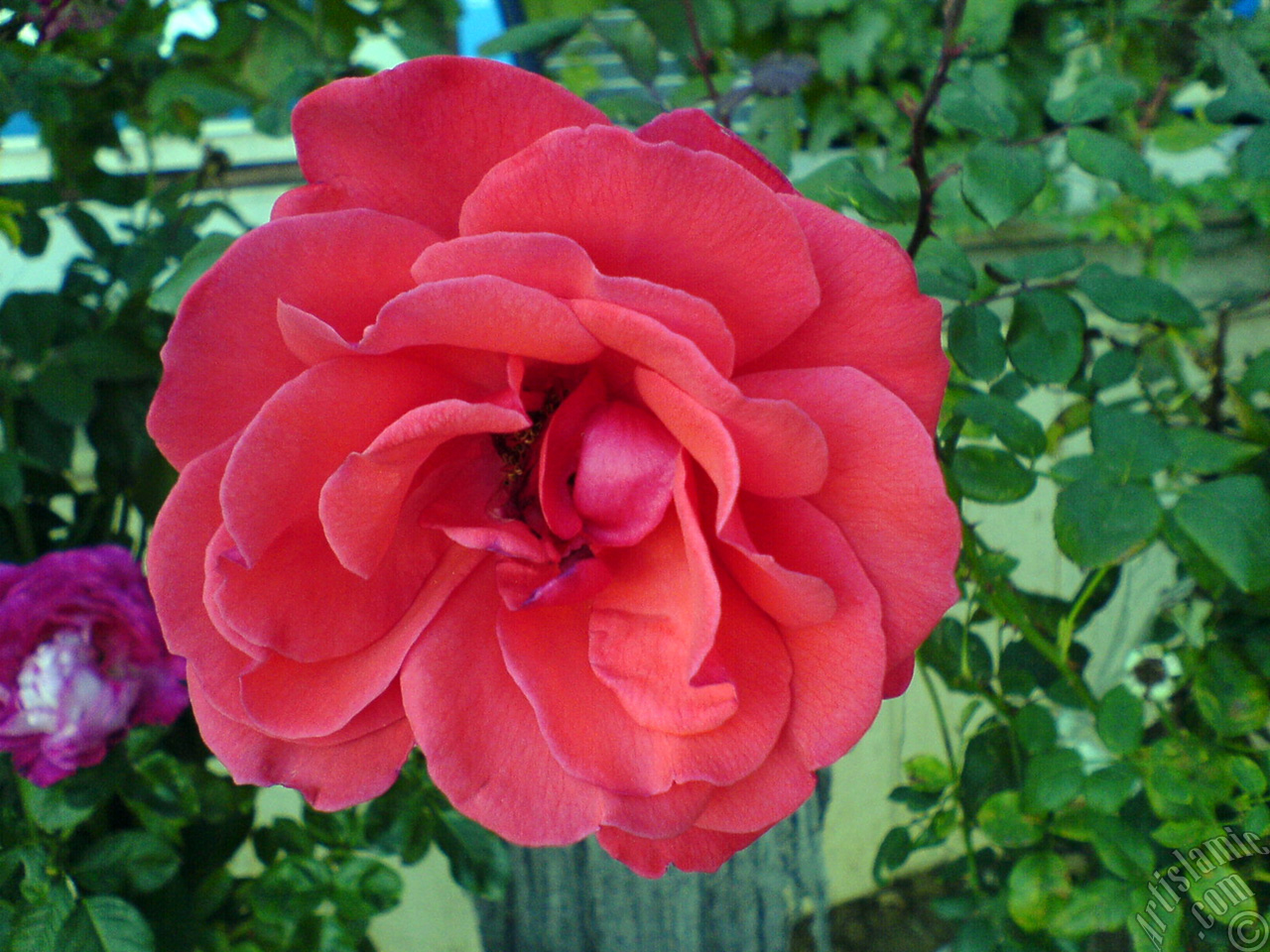 Red rose photo.
