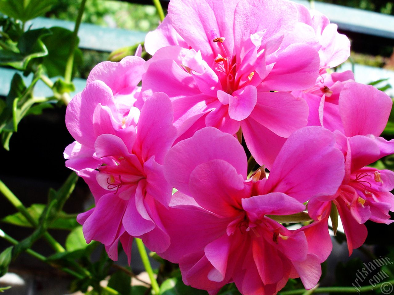 Pink Colored Pelargonia -Geranium- flower.
