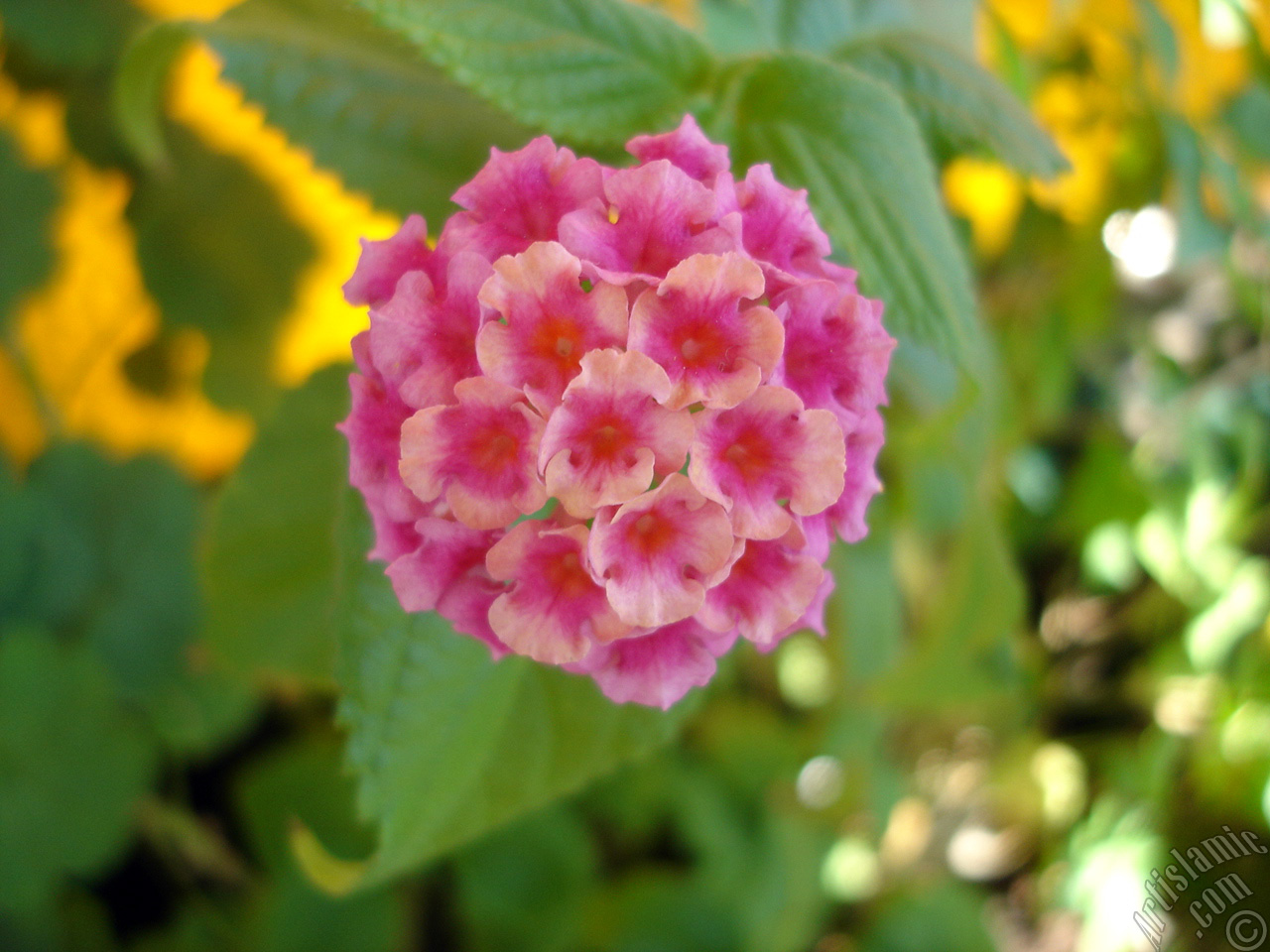 Lantana camara -bush lantana- flower.
