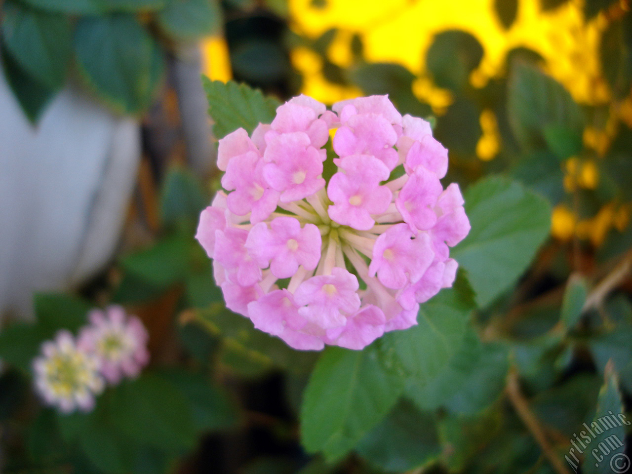 Lantana camara -bush lantana- flower.

