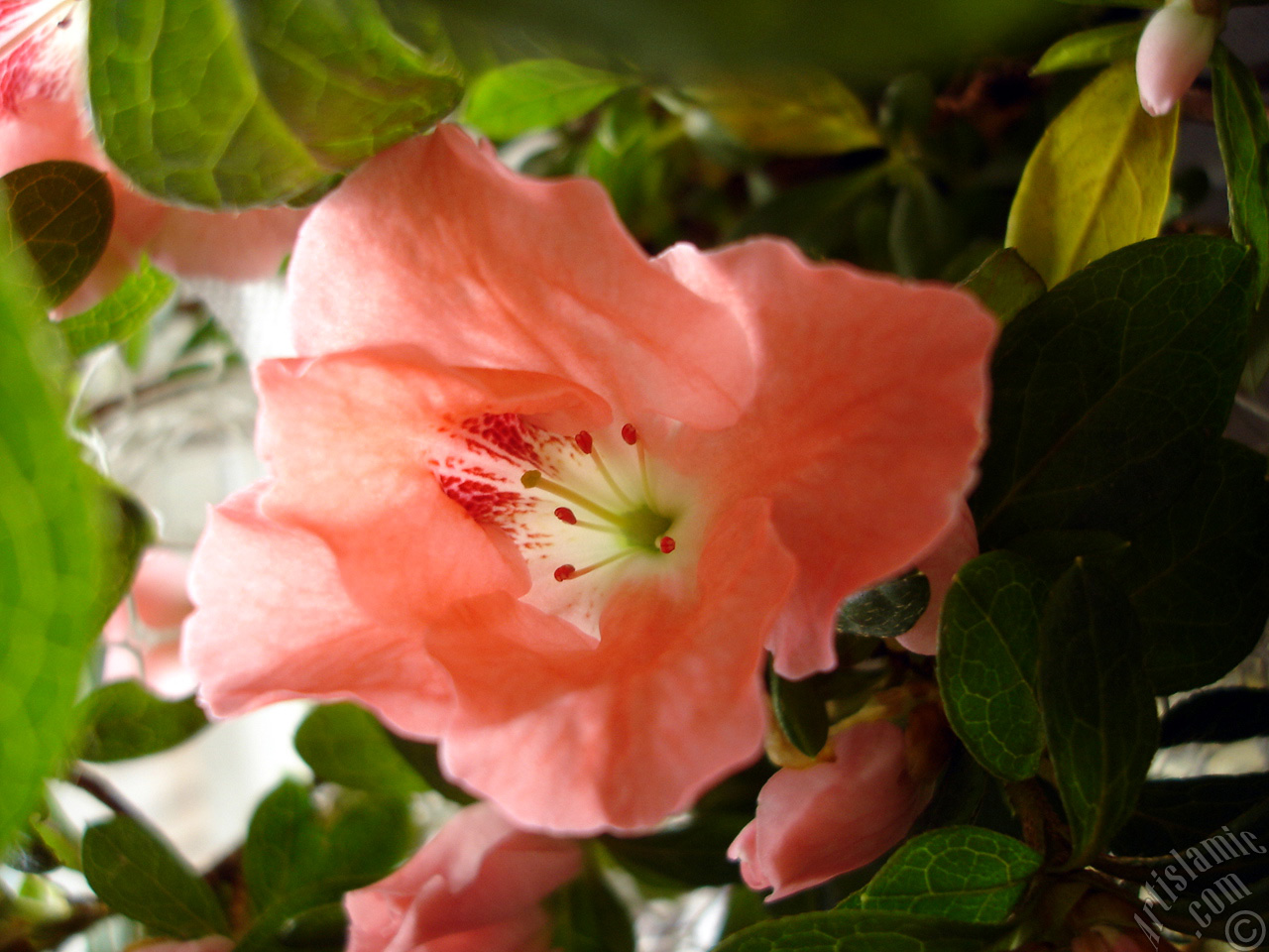 Pink color Azalea -Rhododendron- flower.
