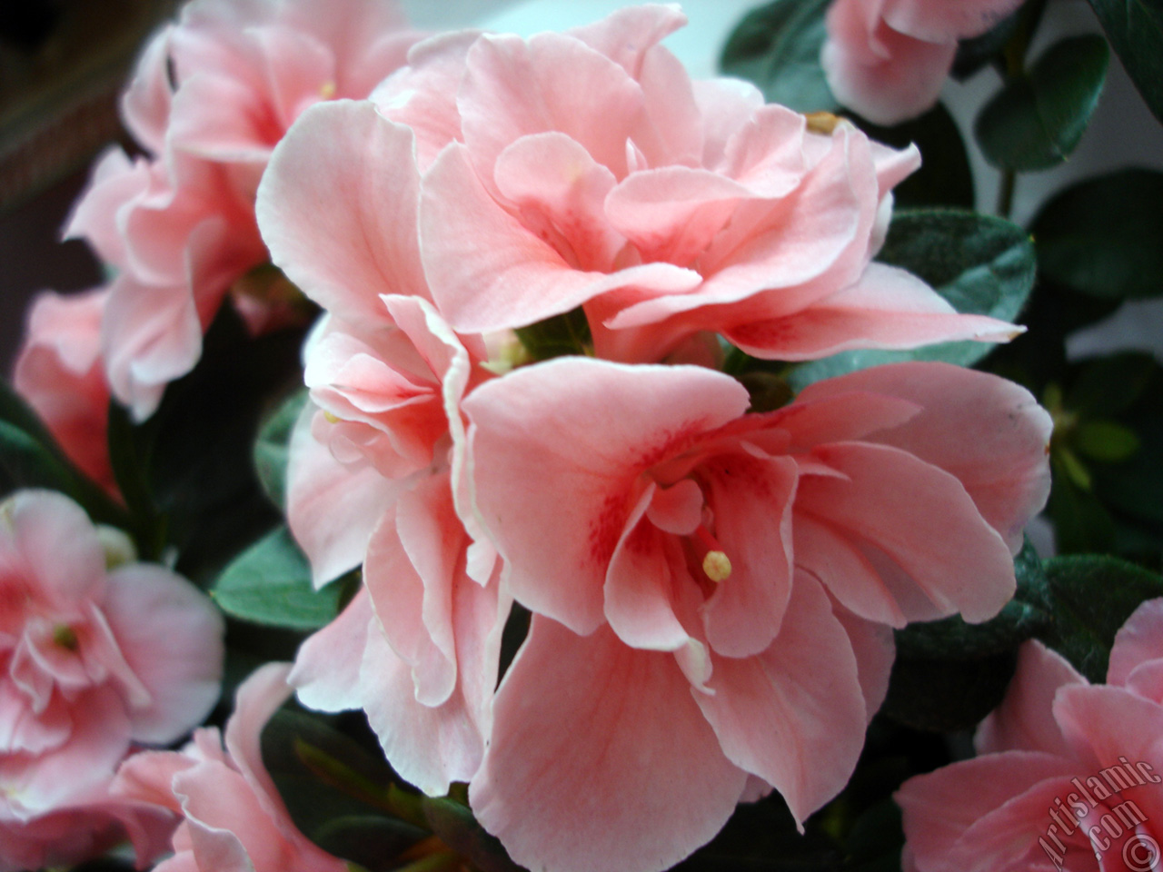 Pink color Azalea -Rhododendron- flower.
