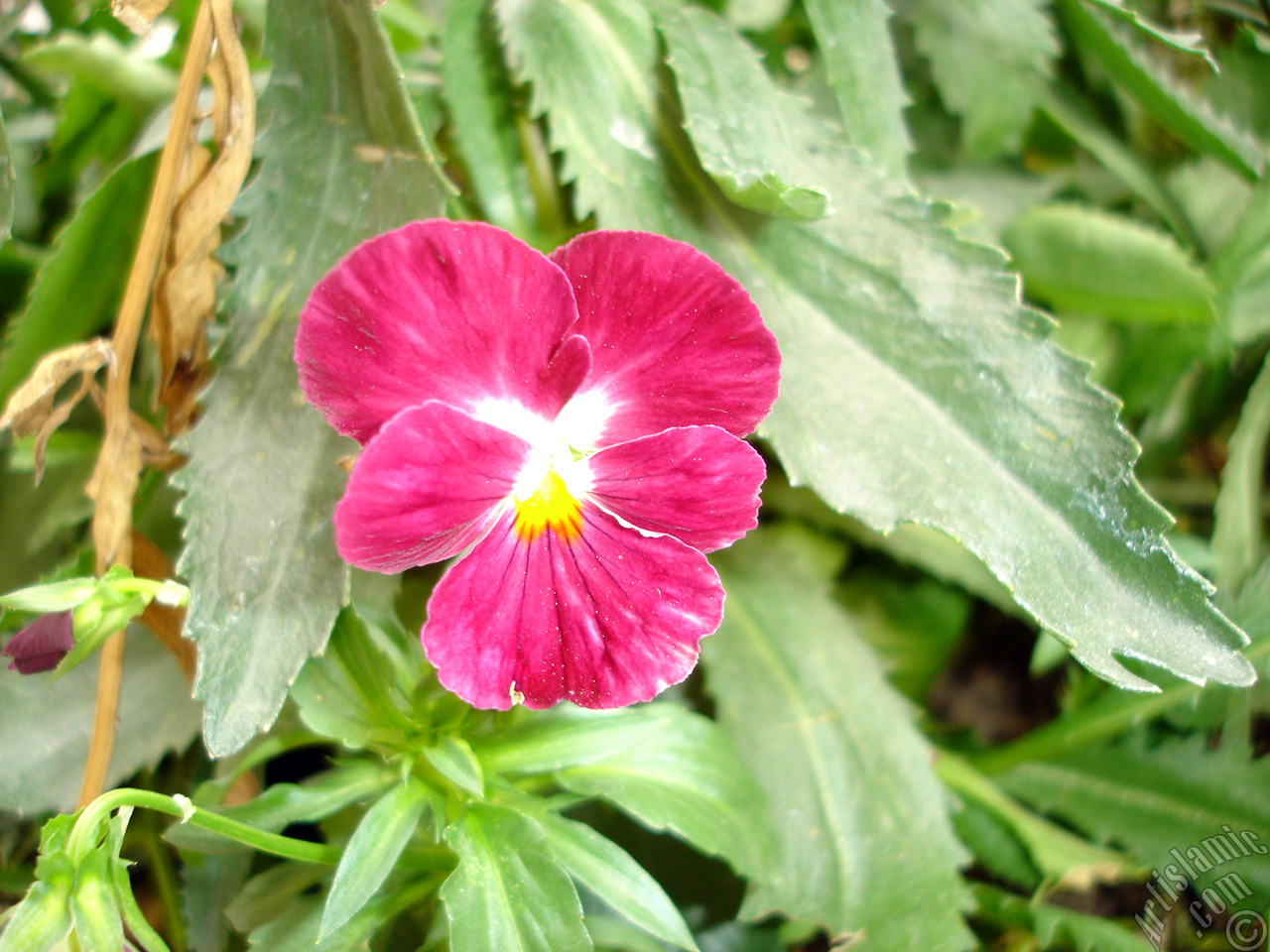 Burgundy color Viola Tricolor -Heartsease, Pansy, Multicoloured Violet, Johnny Jump Up- flower.
