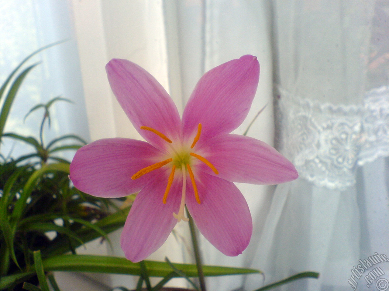 Pink color flower similar to lily.
