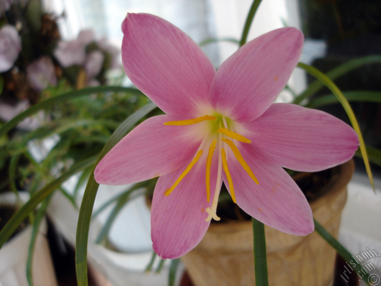 Pink color flower similar to lily.
