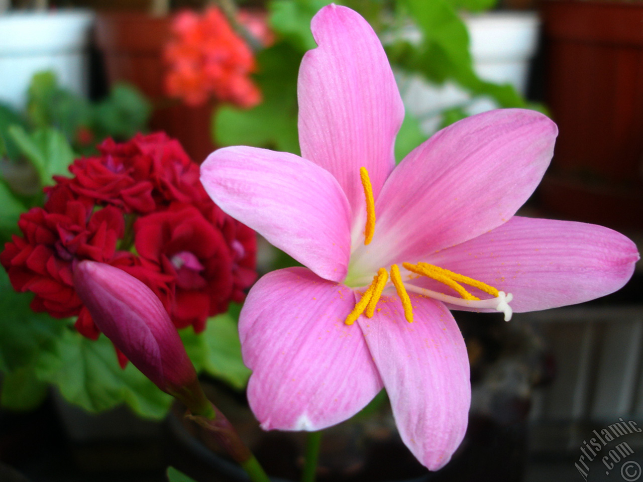 Pink color flower similar to lily.
