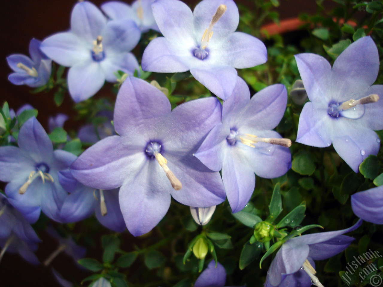 Balloon Flower -Chinese Bellflower-.
