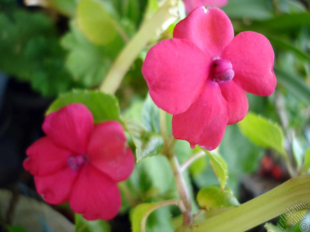 Garden Balsam, -Touch-me-not, Jewel Weed- flower.
