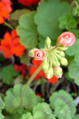 A mobile wallpaper and MMS picture for Apple iPhone 7s, 6s, 5s, 4s, Plus, iPods, iPads, New iPads, Samsung Galaxy S Series and Notes, Sony Ericsson Xperia, LG Mobile Phones, Tablets and Devices: Red Colored Pelargonia -Geranium- flower.

