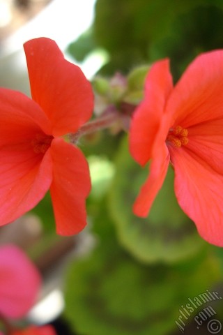 A mobile wallpaper and MMS picture for Apple iPhone 7s, 6s, 5s, 4s, Plus, iPods, iPads, New iPads, Samsung Galaxy S Series and Notes, Sony Ericsson Xperia, LG Mobile Phones, Tablets and Devices: Red Colored Pelargonia -Geranium- flower.
