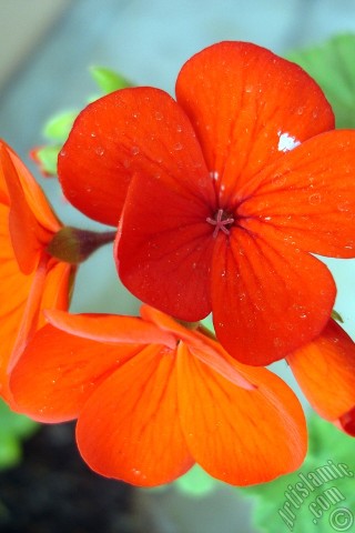 A mobile wallpaper and MMS picture for Apple iPhone 7s, 6s, 5s, 4s, Plus, iPods, iPads, New iPads, Samsung Galaxy S Series and Notes, Sony Ericsson Xperia, LG Mobile Phones, Tablets and Devices: Red Colored Pelargonia -Geranium- flower.
