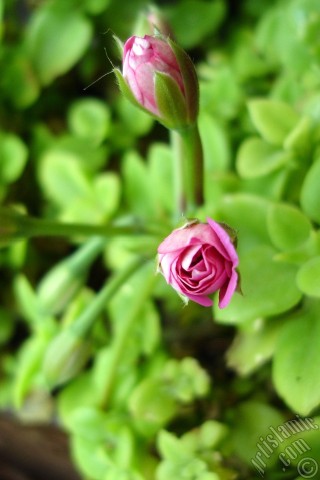 A mobile wallpaper and MMS picture for Apple iPhone 7s, 6s, 5s, 4s, Plus, iPods, iPads, New iPads, Samsung Galaxy S Series and Notes, Sony Ericsson Xperia, LG Mobile Phones, Tablets and Devices: Newly coming out pink color Pelargonia -Geranium- flower.
